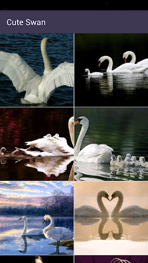 免費下載個人化APP|Swan Wallpapers-Beautiful Free app開箱文|APP開箱王