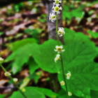 Twoleaf Bishop's Cap