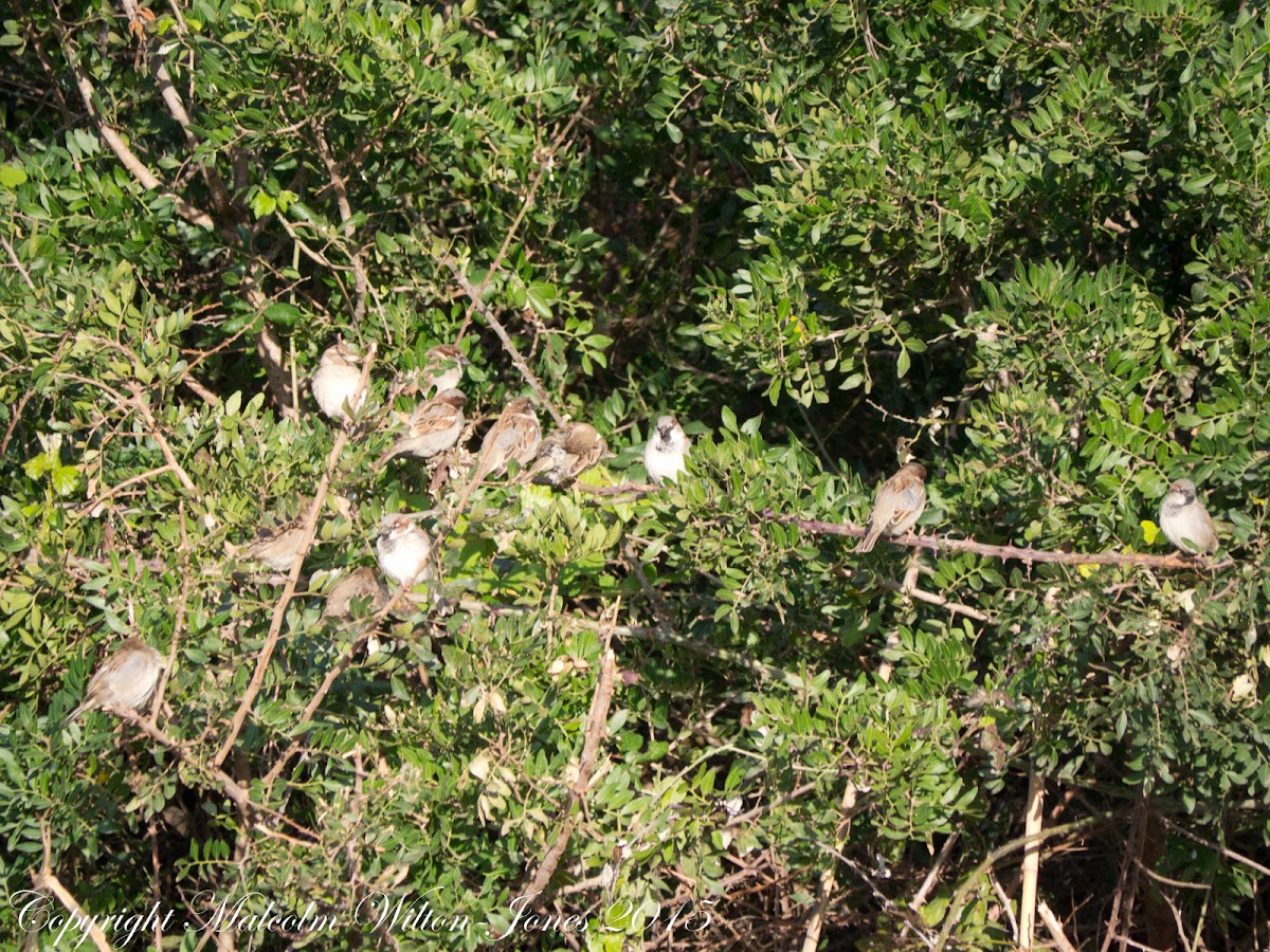 House Sparrow; Gorrión Común