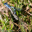 Azure Bluet