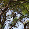 Great horned owl