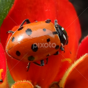 My Little Ladybug by Linda Hackney - Animals Insects & Spiders