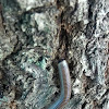 Florida Ivory Millipede