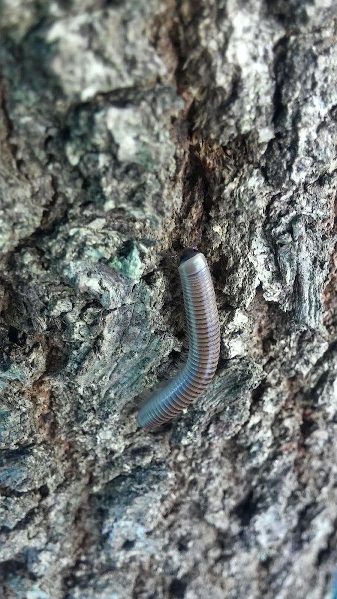 Florida Ivory Millipede