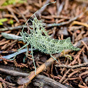 Lichen Katydid