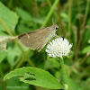 Eufala Skipper