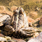 Iberian Water Frog