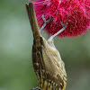 Macleay's Honeyeater