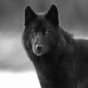 Black Wolf Theme Chrome extension download