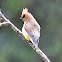 Cedar waxwing