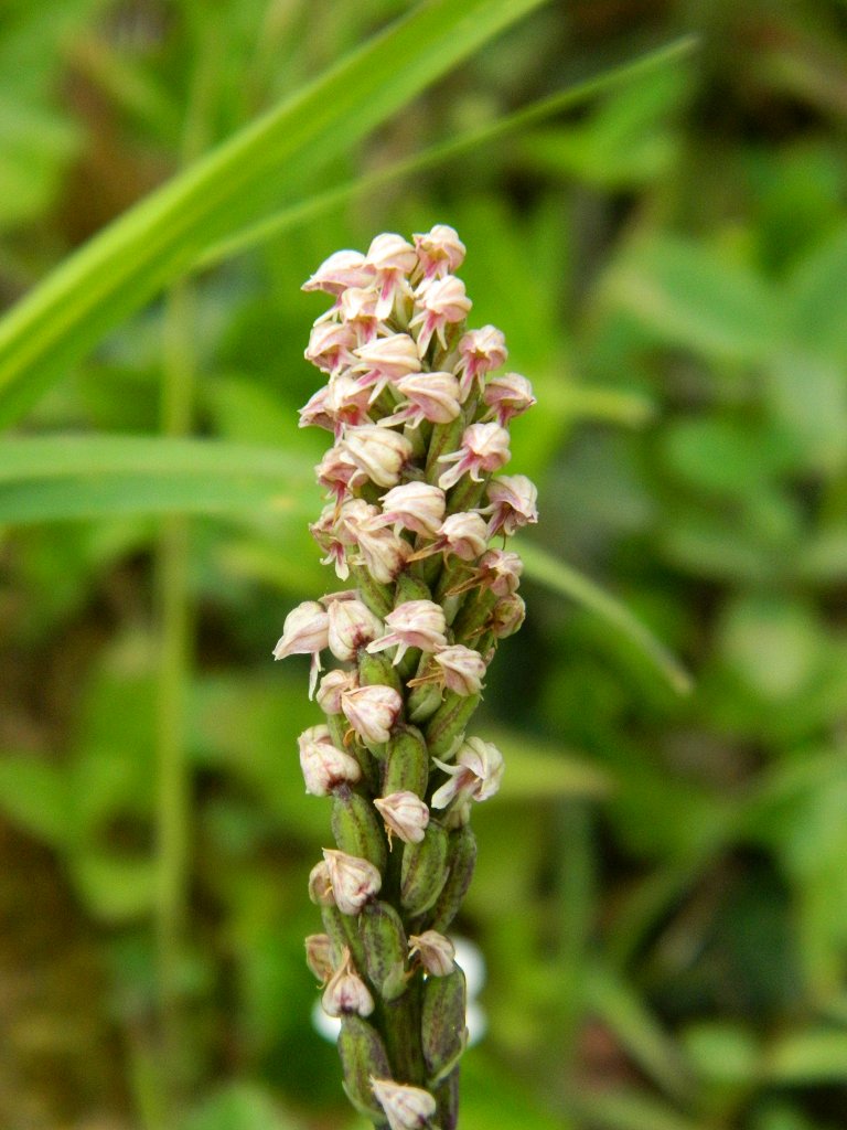 Dense-flowered Orchid