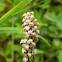 Dense-flowered Orchid