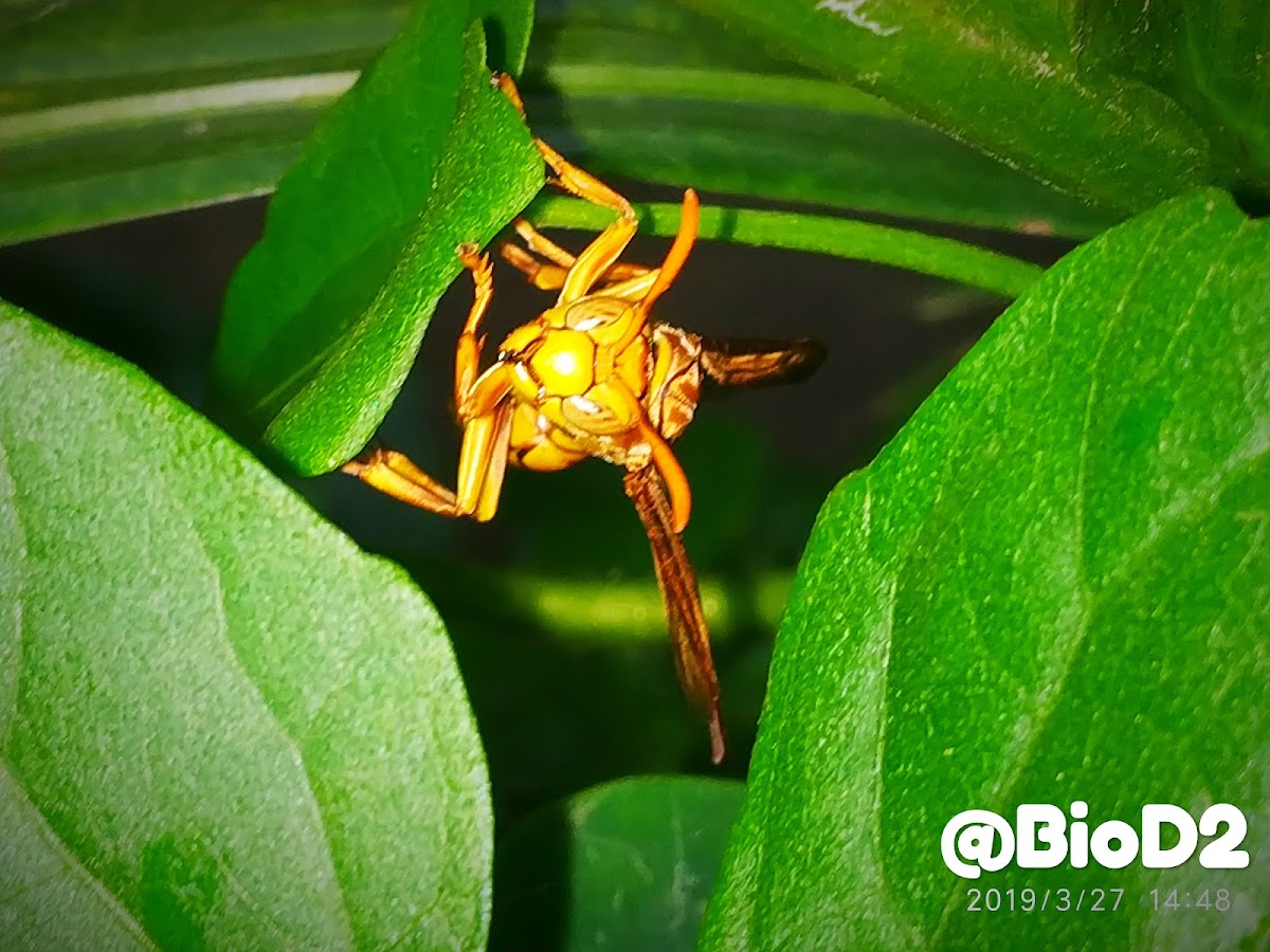 Yellow oriental paper wasp