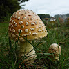 American Yellow Fly Agaric