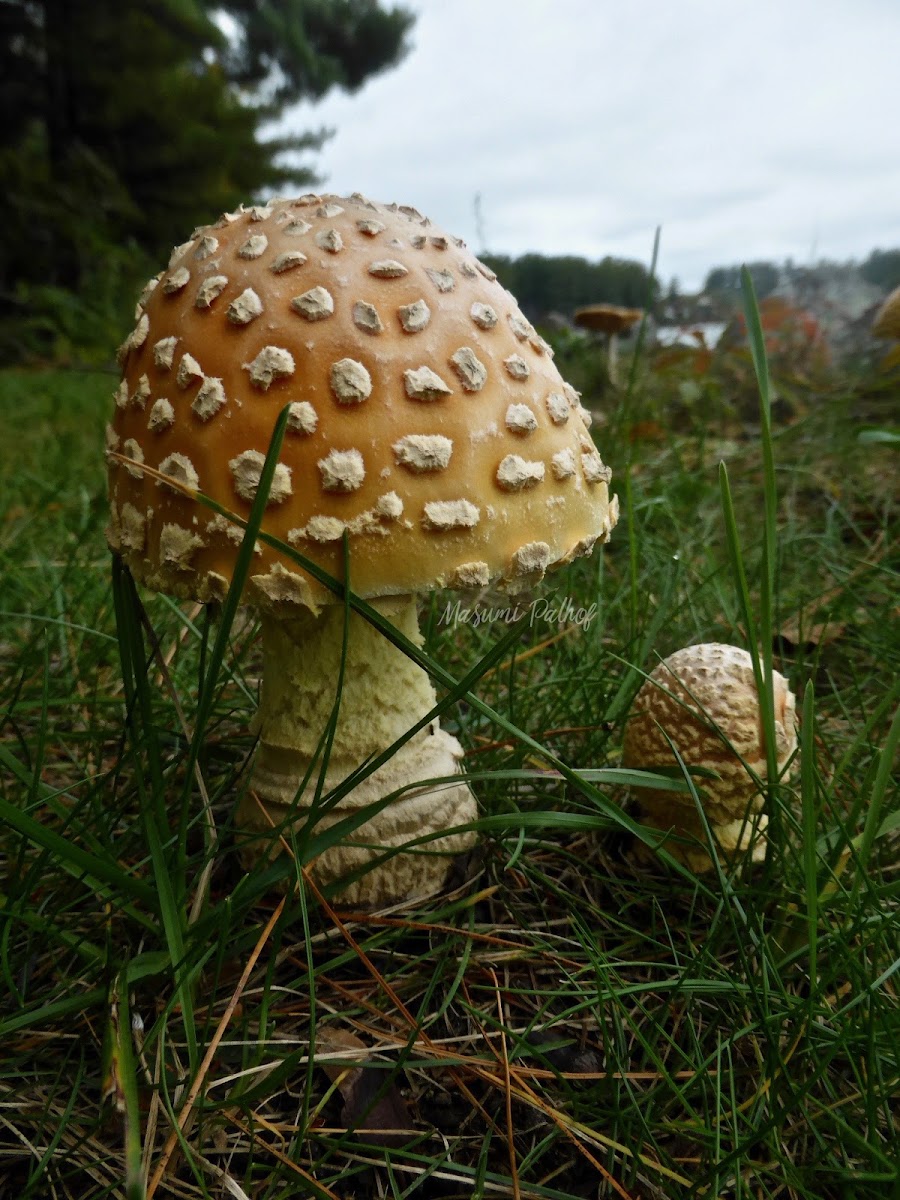 American Yellow Fly Agaric