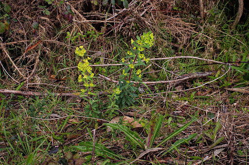 Euphorbia amygdaloides