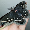 Calleta silkmoth