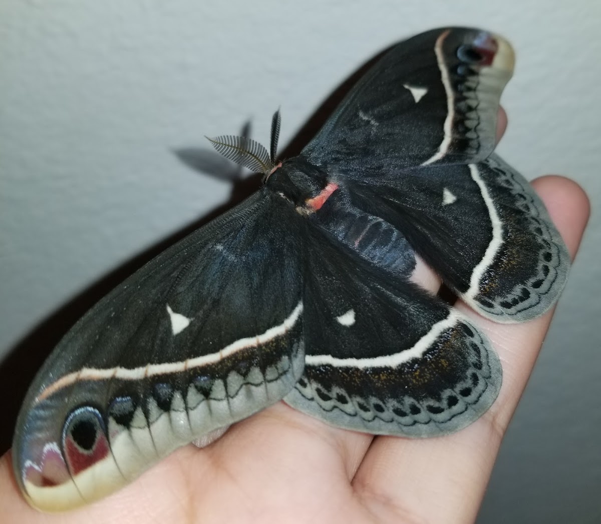 Calleta silkmoth