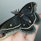 Calleta silkmoth