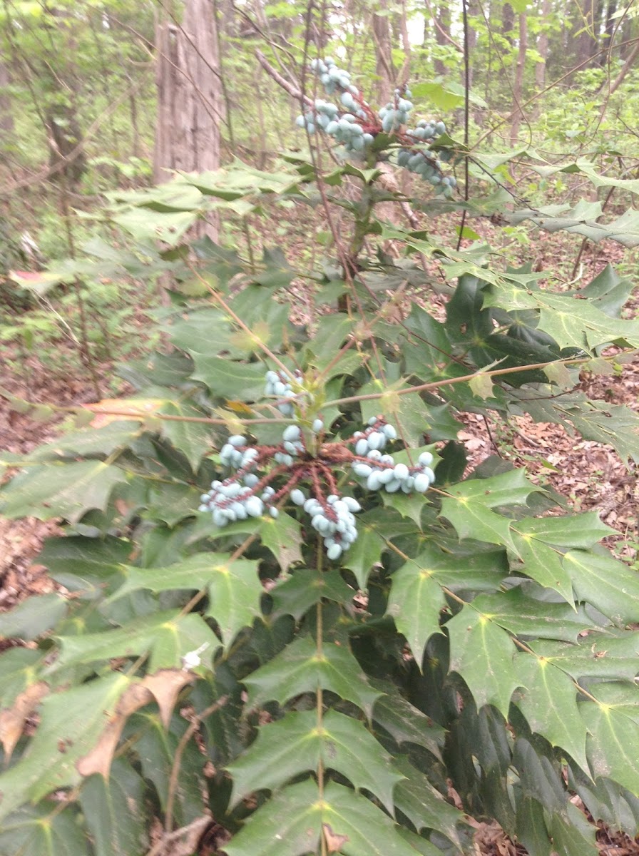 Beale's Barberry