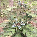 Beale's Barberry