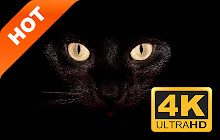 Black cat pop animal HD new tab page theme small promo image