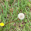 red-seeded dandelion