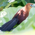 Raffles's Malkoha