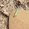 Green Lacewing