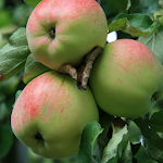 apple wallpapers Apk