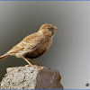 Black-crowned Sparrow-lark