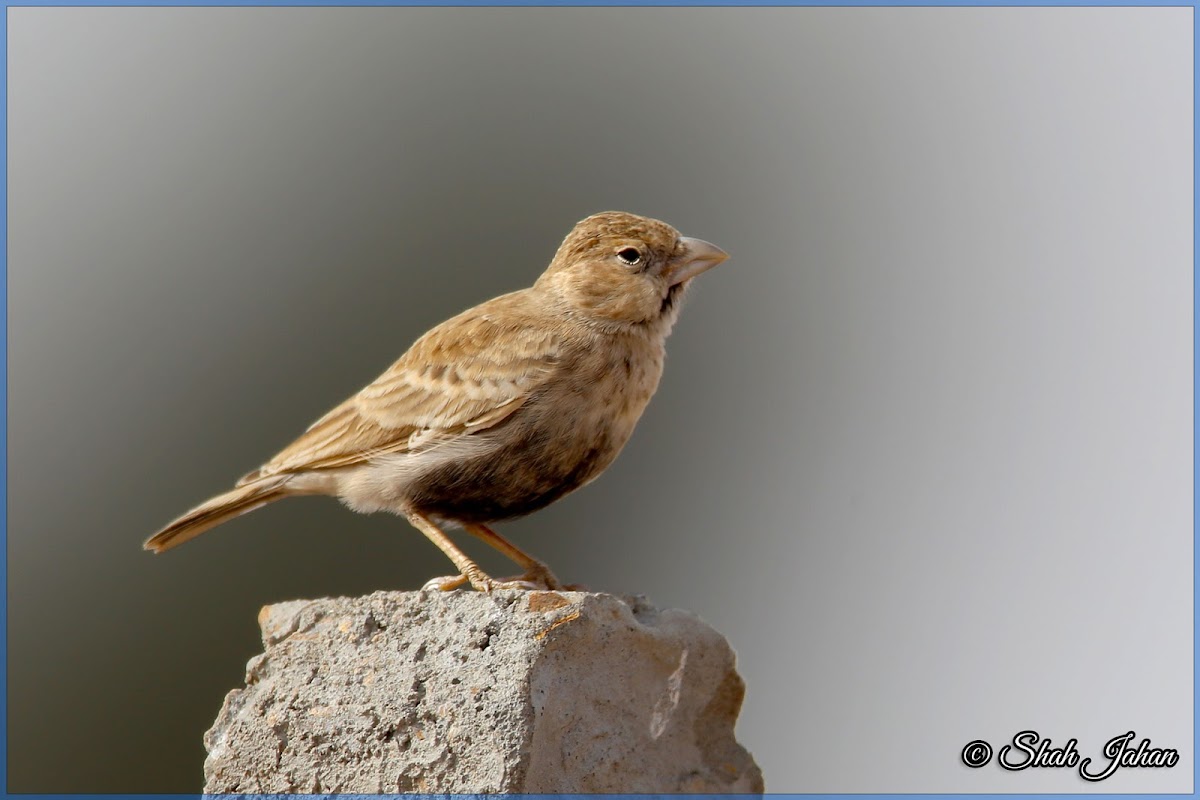 Black-crowned Sparrow-lark