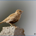 Black-crowned Sparrow-lark