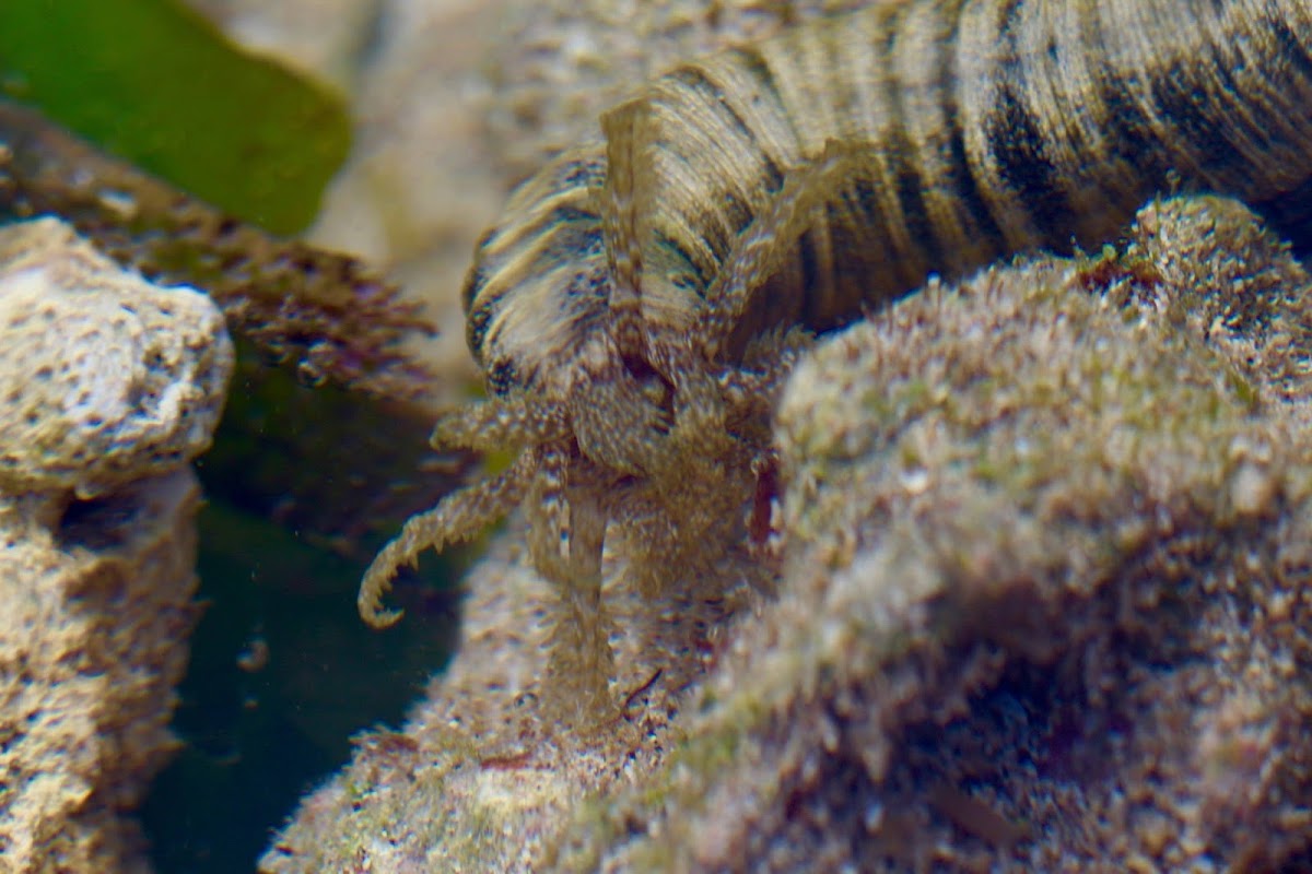 Conspicuous Sea Cucumber