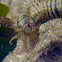 Conspicuous Sea Cucumber