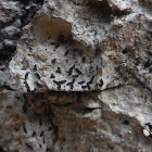 Script Lichen