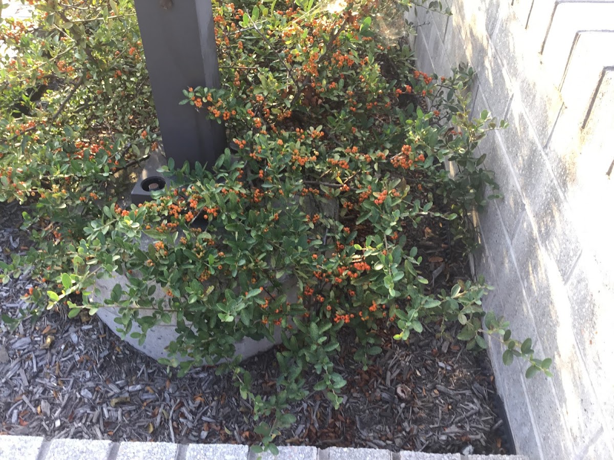 Pyracantha