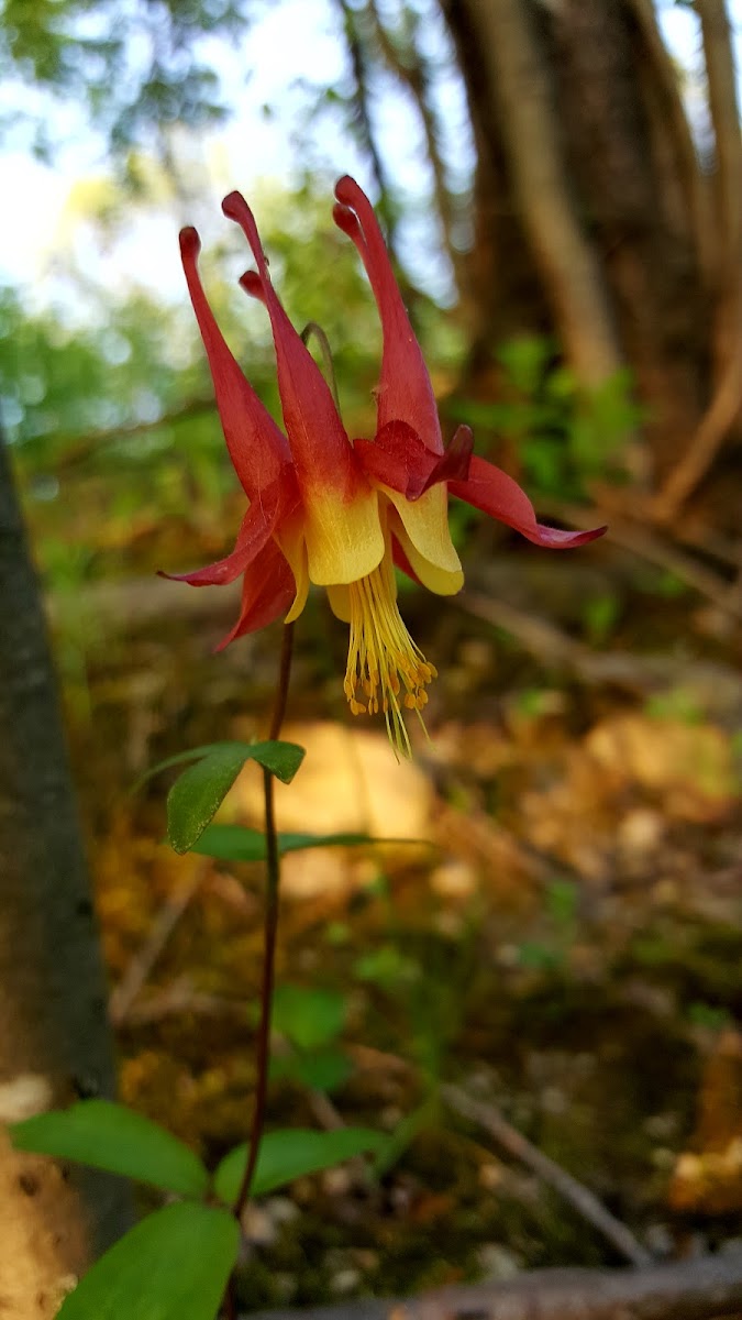 Columbine