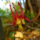 Columbine