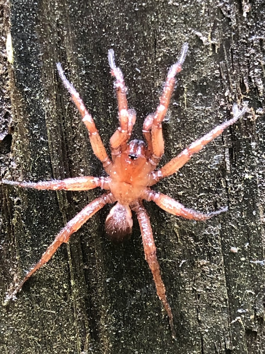 Trap Door Spider