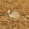 Sandhill Crane