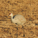 Sandhill Crane