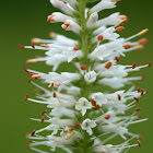 Culver's Root