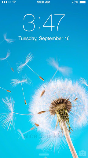 Dandelion Wallpaper