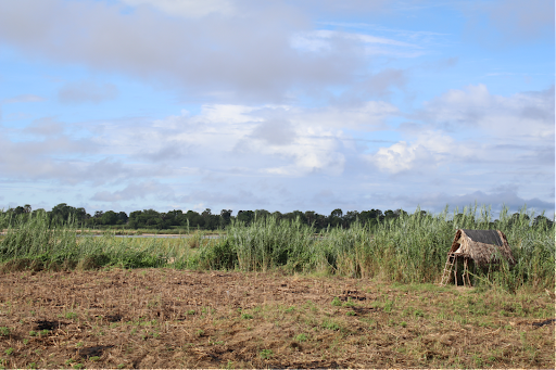 Sur le premier plan de la photo, on peut voir le riz sec qui est cultivé, tandis qu’au second plan, on peut apercevoir le fleuve Rufiji, supposé passer dans les cultures à cette saison, Rufiji, avril 2023 @Nina Puslecki