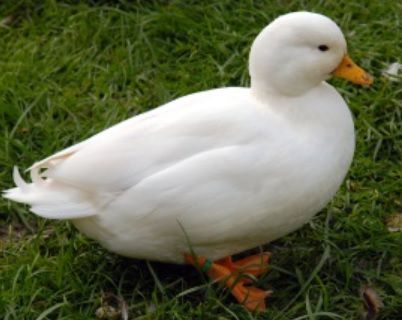  Esses patos são, na verdade, muito delicados e que ficam dentro de uma incubadora após a eclosão, mas para combinar com o enredo, fiz um pato que pode andar imediatamente!