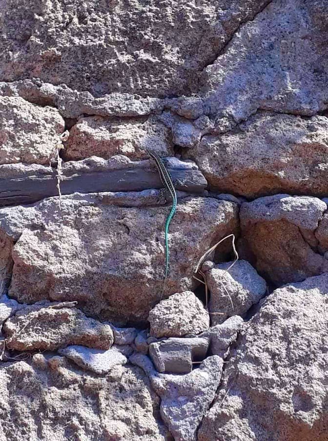 Pelasgian Rock Lizard