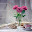 Still Life New Tab HD Photography Theme