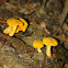 Chanterelles