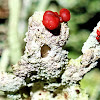 Red hat lichen